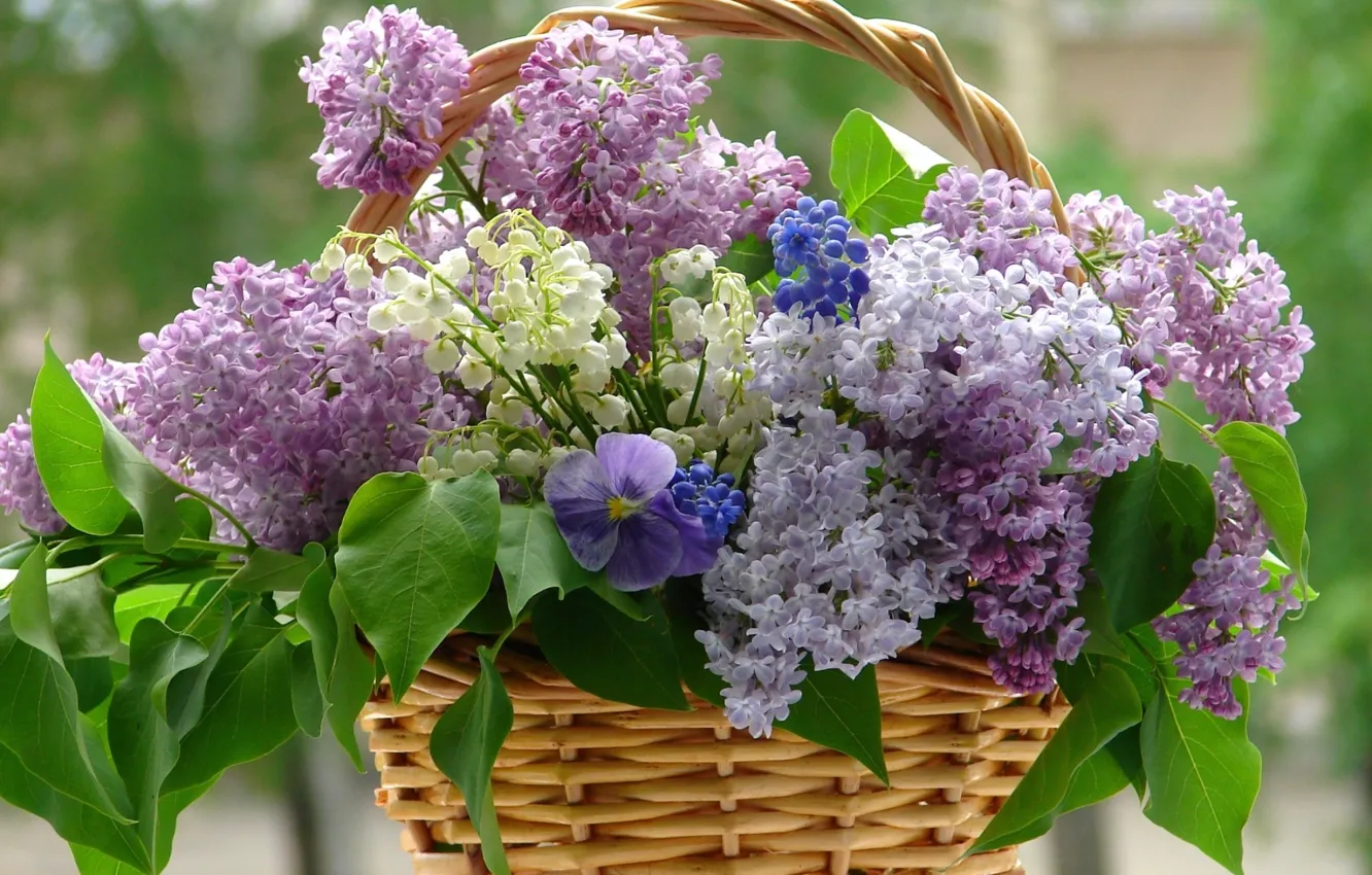 Photo wallpaper flower, flowers, violet, basket, lilac, whitr, Lilacs