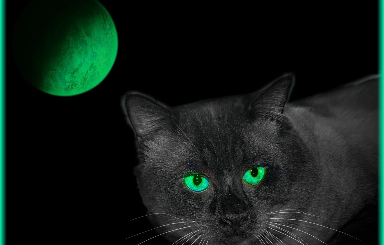 Photo wallpaper cat, green, color, planet