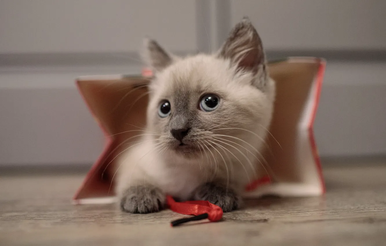 Photo wallpaper package, kitty, Siamese