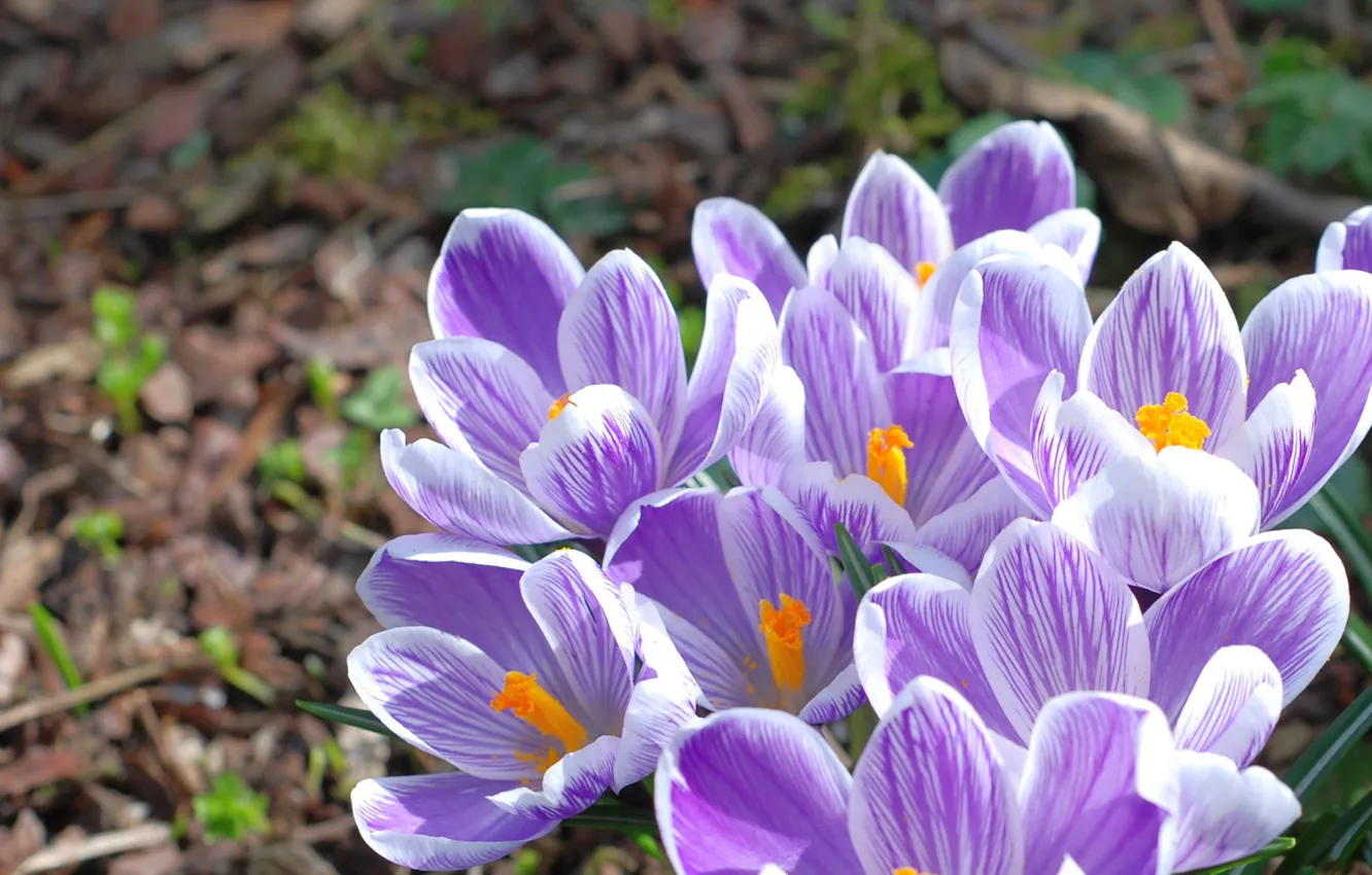 Photo wallpaper macro, flowers, nature, spring, crocuses, primrose