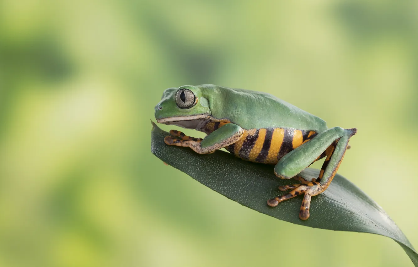 Photo wallpaper background, leaf, frog, bokeh
