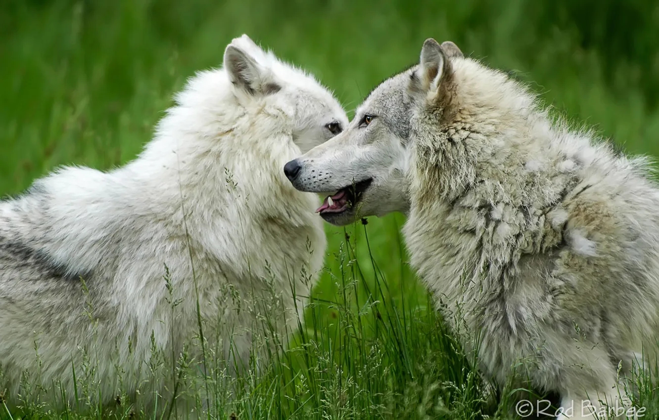 Photo wallpaper nature, face, animal, wolf, wildlife, head, fur, mammal