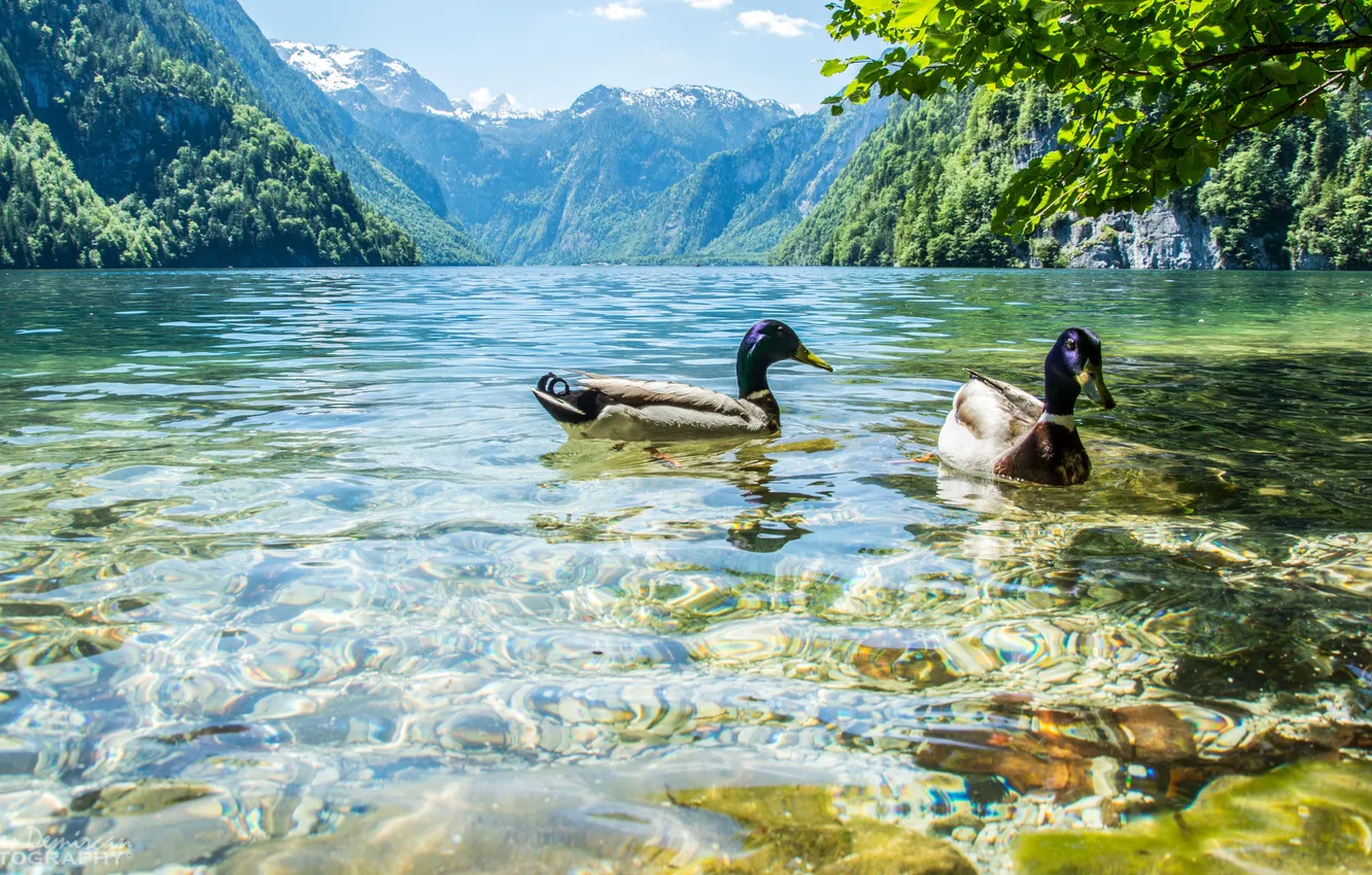 Photo wallpaper water, landscape, mountains, nature, lake, duck