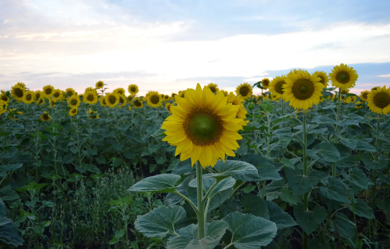 Photo wallpaper field, the sky, grass, leaves, sunflowers, yellow, green, blue