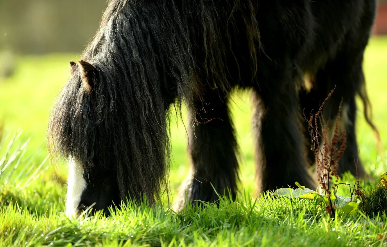 Photo wallpaper grass, mane, pony