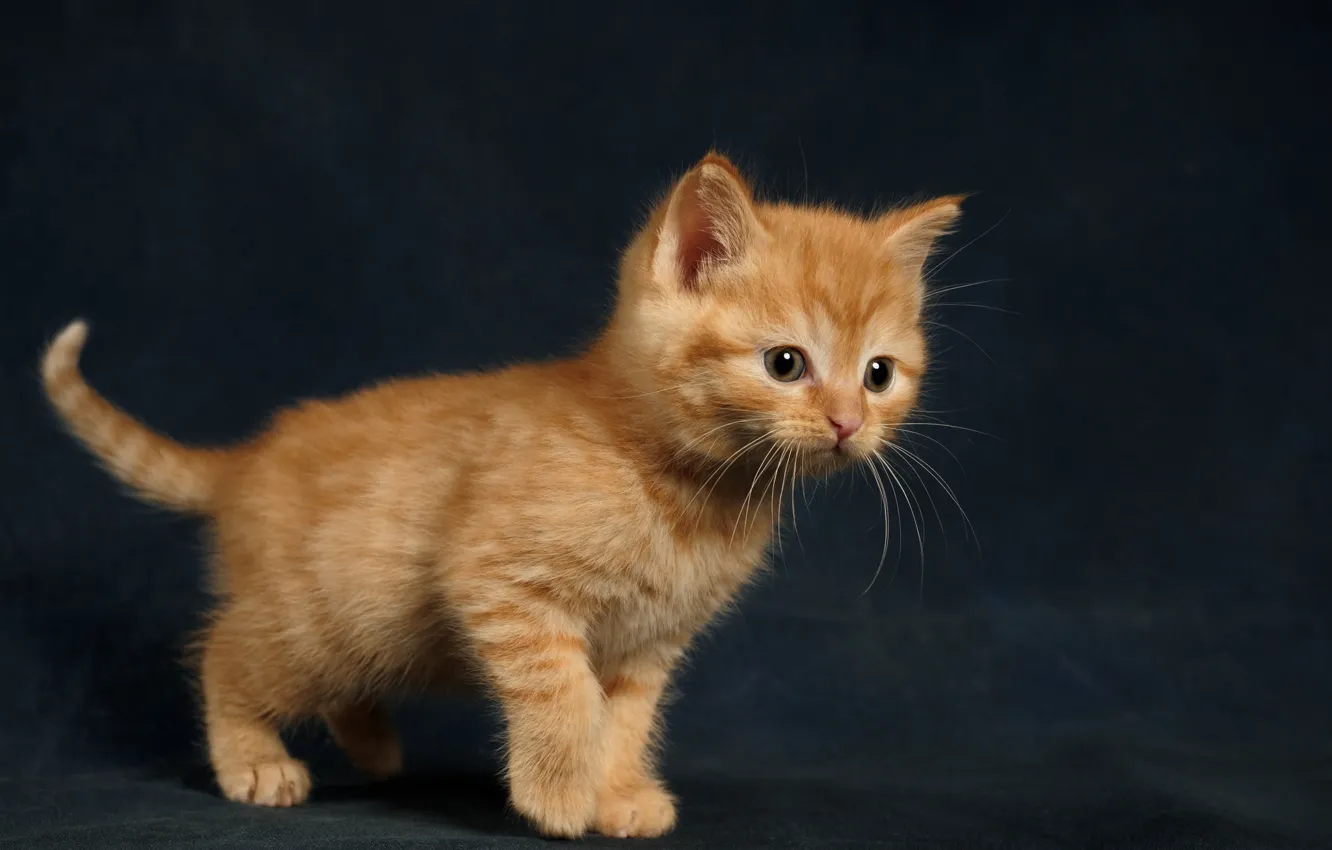 Photo wallpaper kitty, background, baby, red, ginger kitten