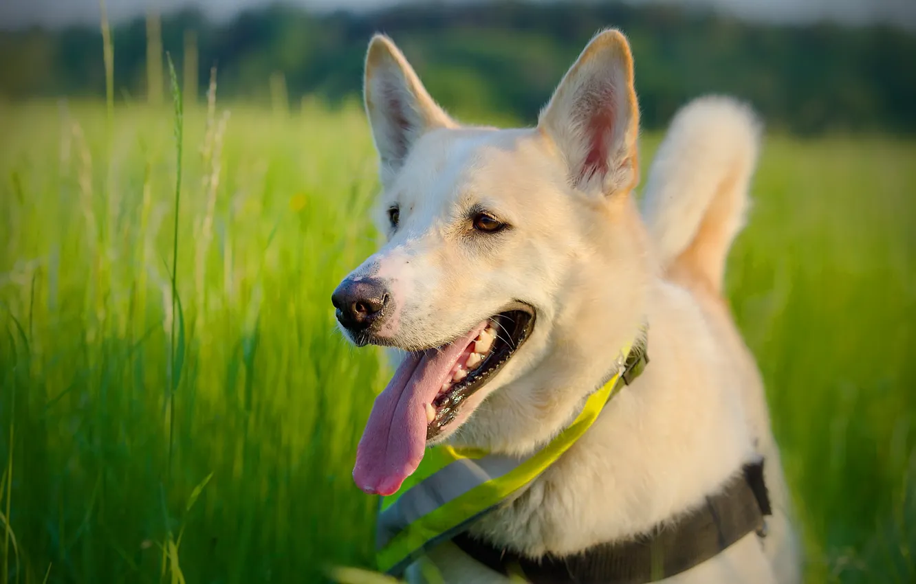 Photo wallpaper summer, each, dog