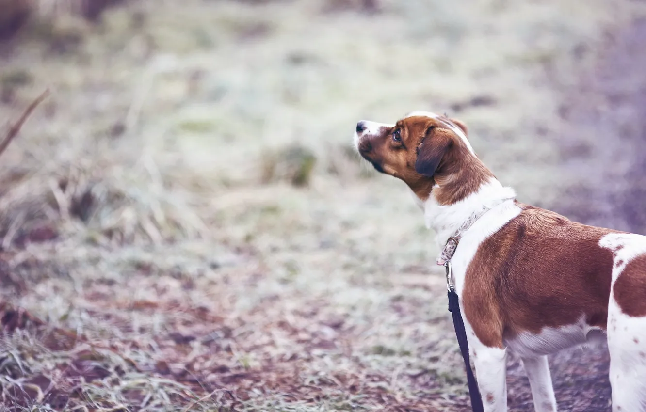 Photo wallpaper each, dog, walk