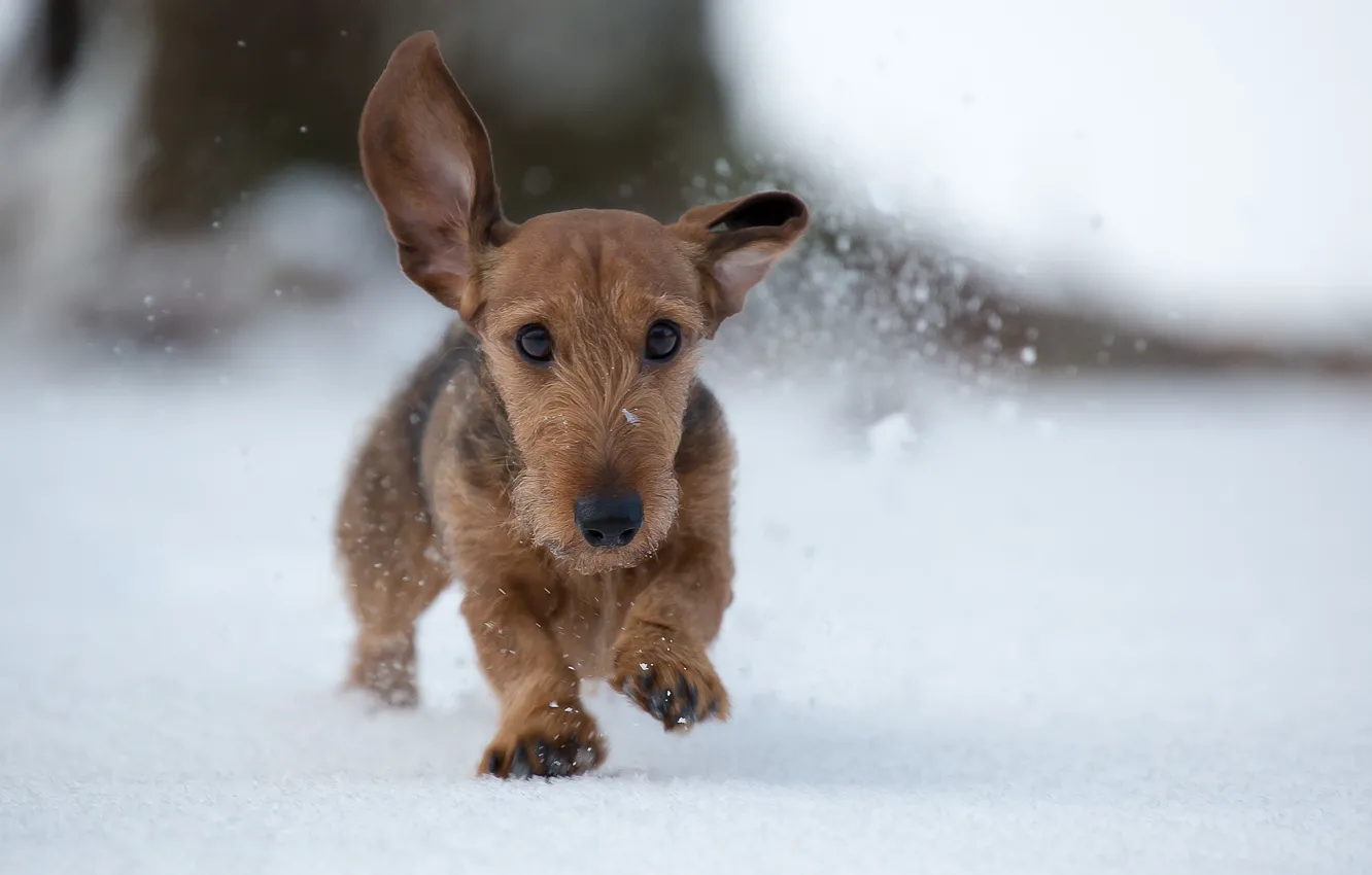 Photo wallpaper winter, snow, dog, walk