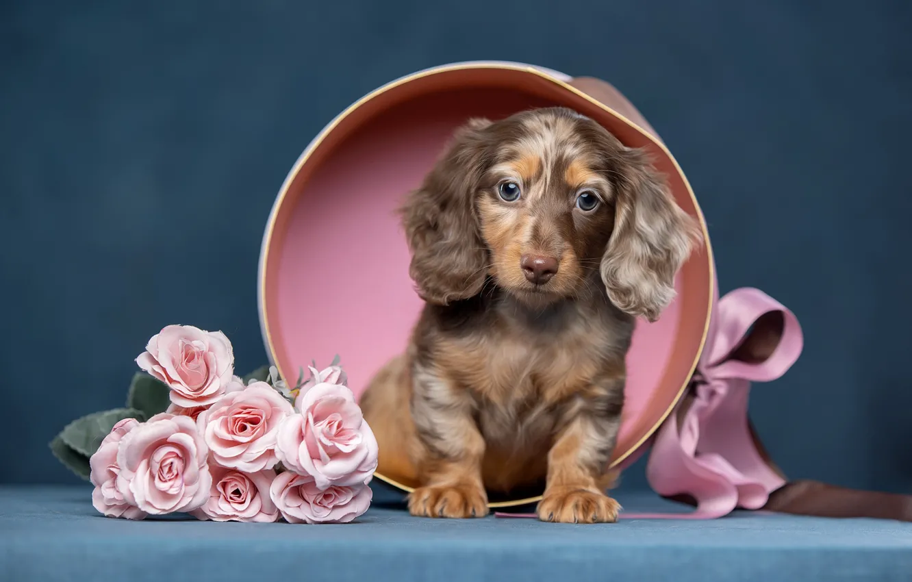 Photo wallpaper flowers, roses, dog, puppy, Dachshund, Svetlana Pisareva