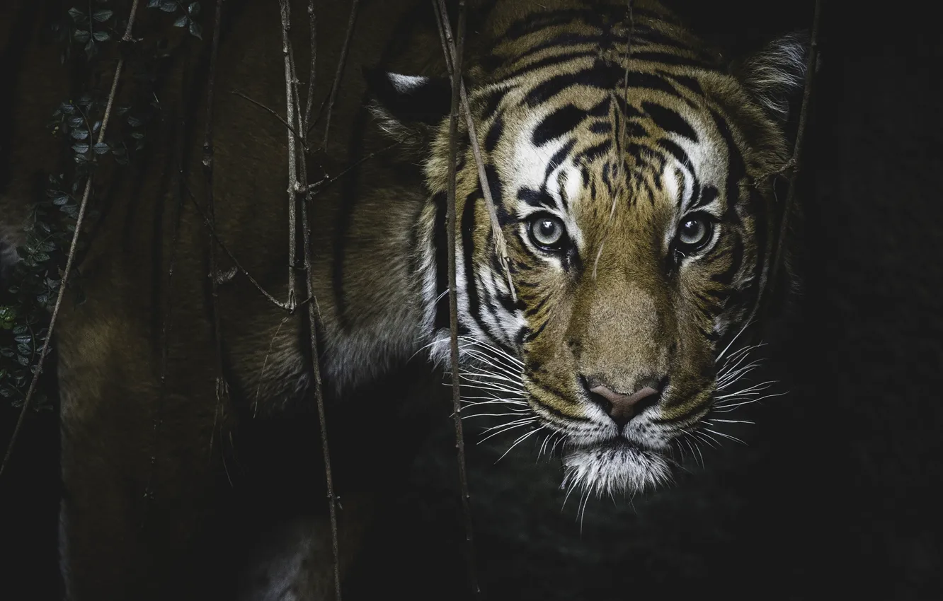 Photo wallpaper look, tiger, predator, ambush