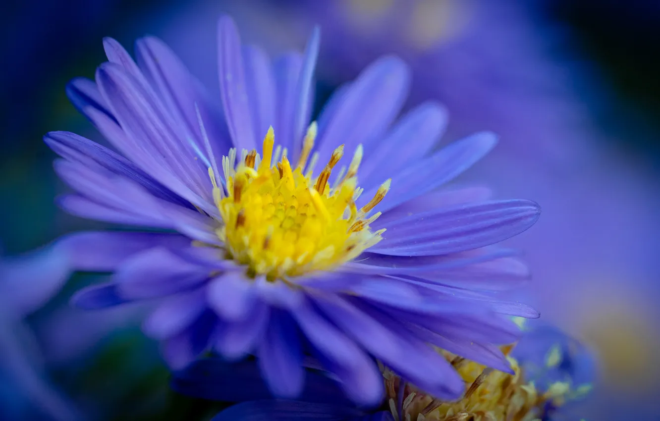 Photo wallpaper macro, flowers, petals