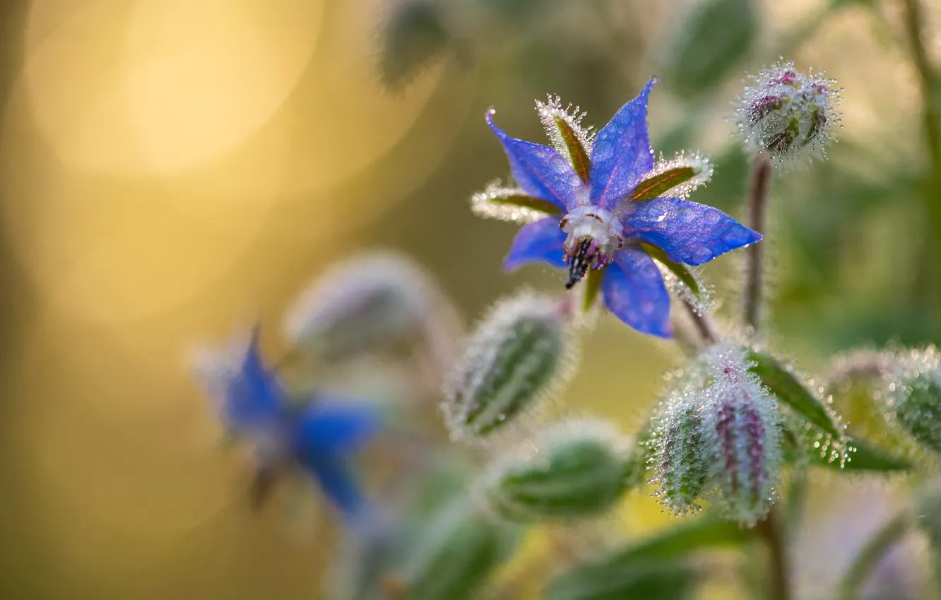 Photo wallpaper flowers, blue, borago