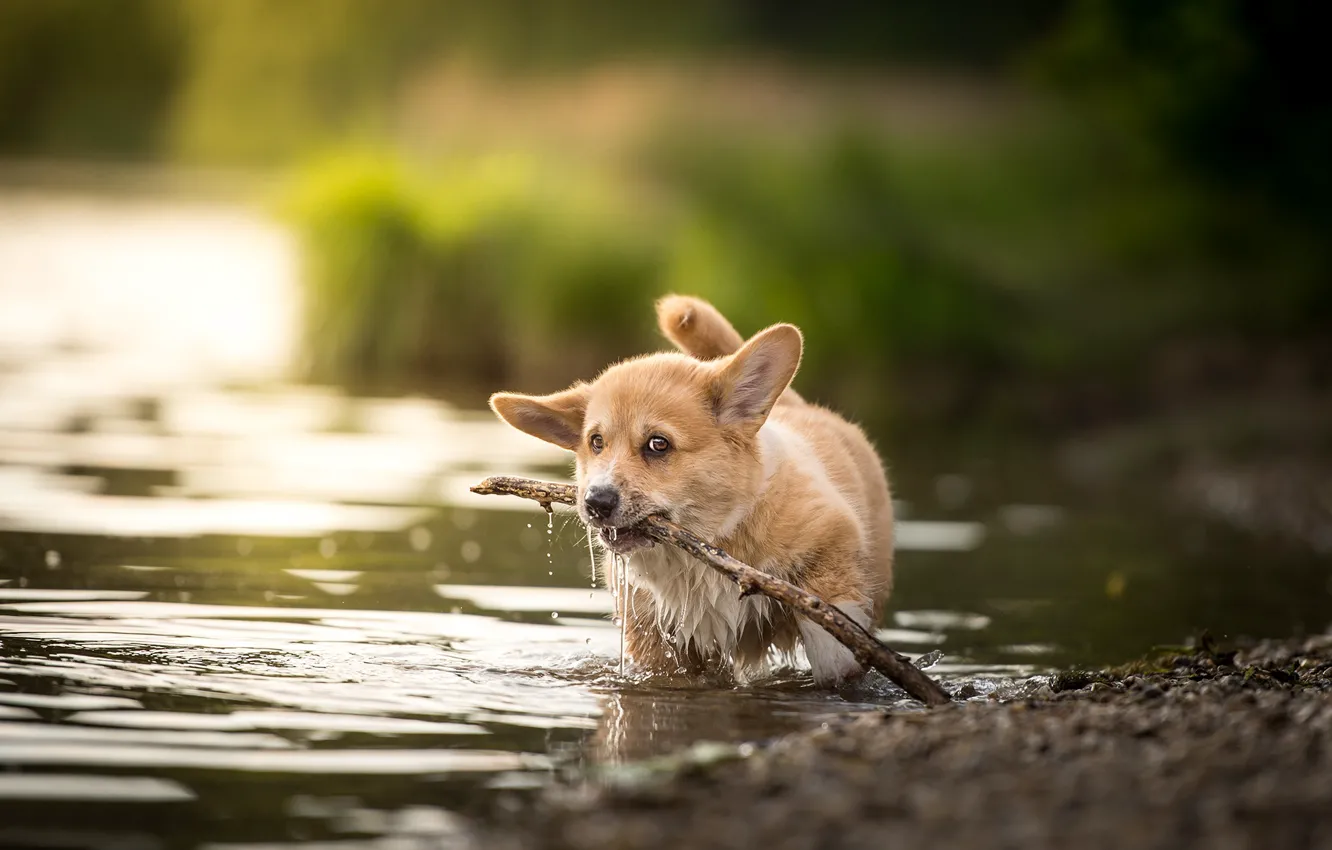 Photo wallpaper water, baby, puppy, stick, Welsh Corgi