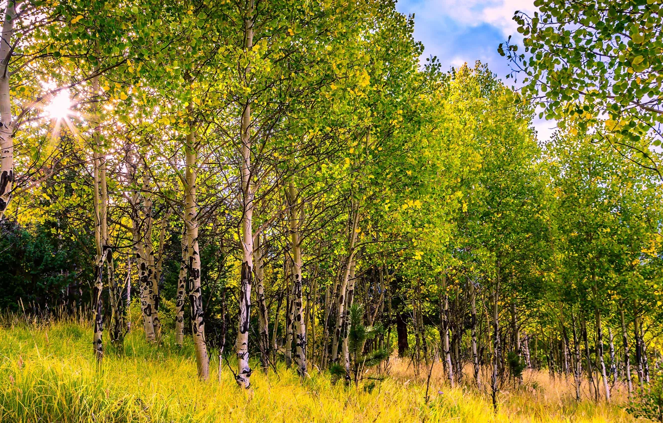 Photo wallpaper trees, slope, Colorado, USA, aspen, Aspen