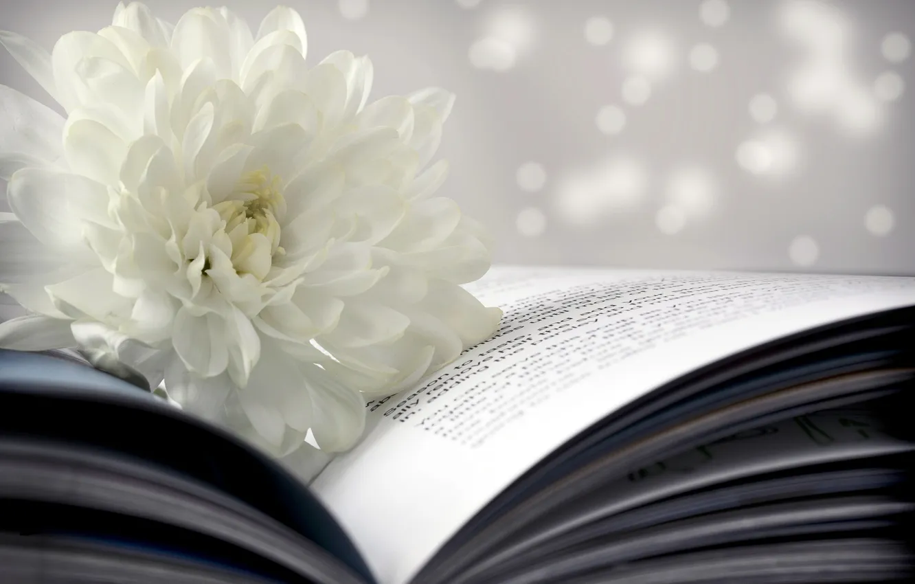 Photo wallpaper flower, book, white, page, bokeh, chrysanthemum