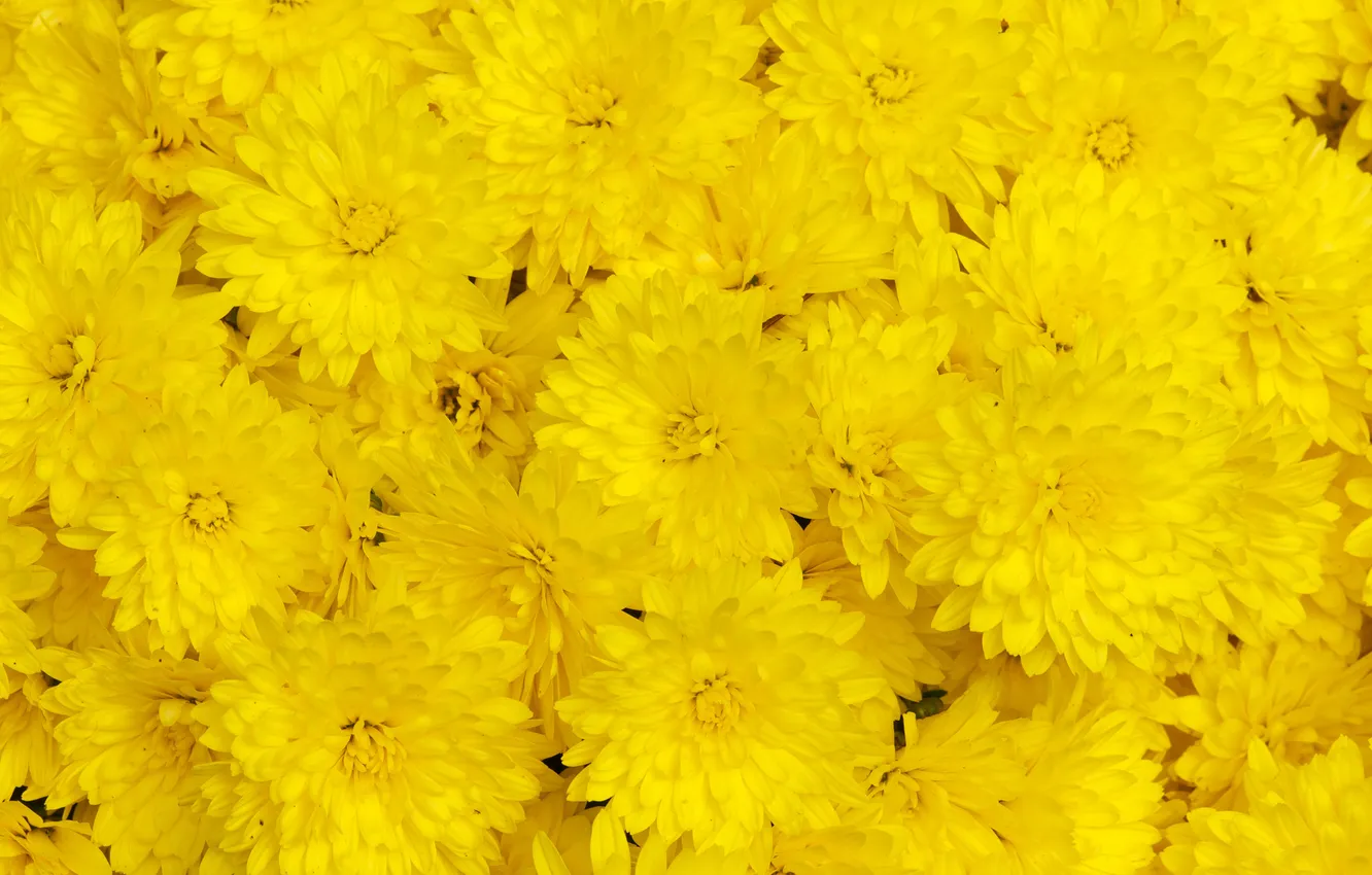 Photo wallpaper macro, yellow, chrysanthemum
