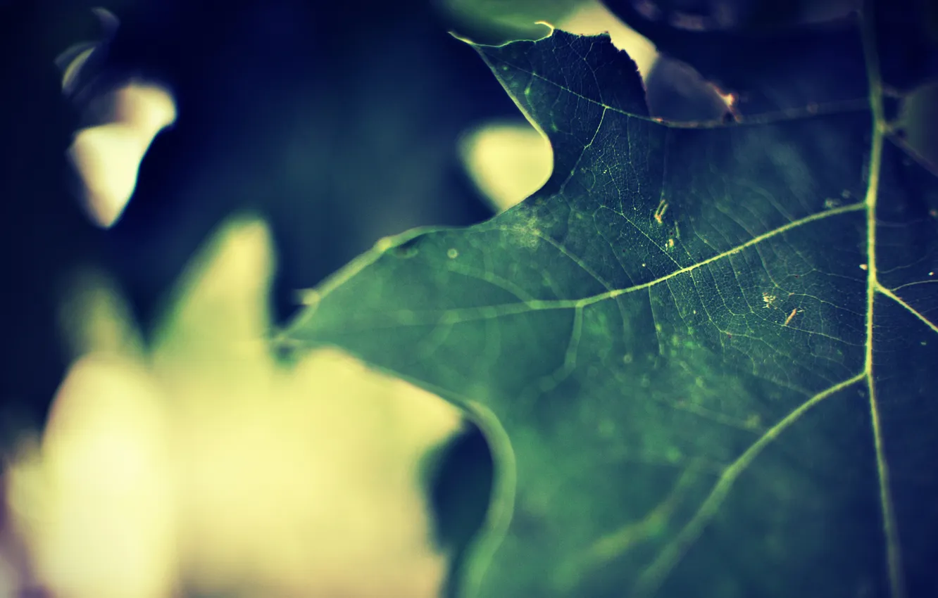Photo wallpaper greens, macro, light, nature, sheet, green, glare, green