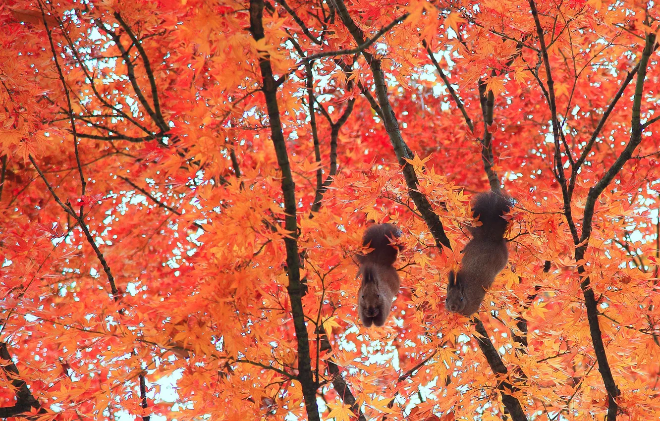 Photo wallpaper leaves, trees, branch, proteins