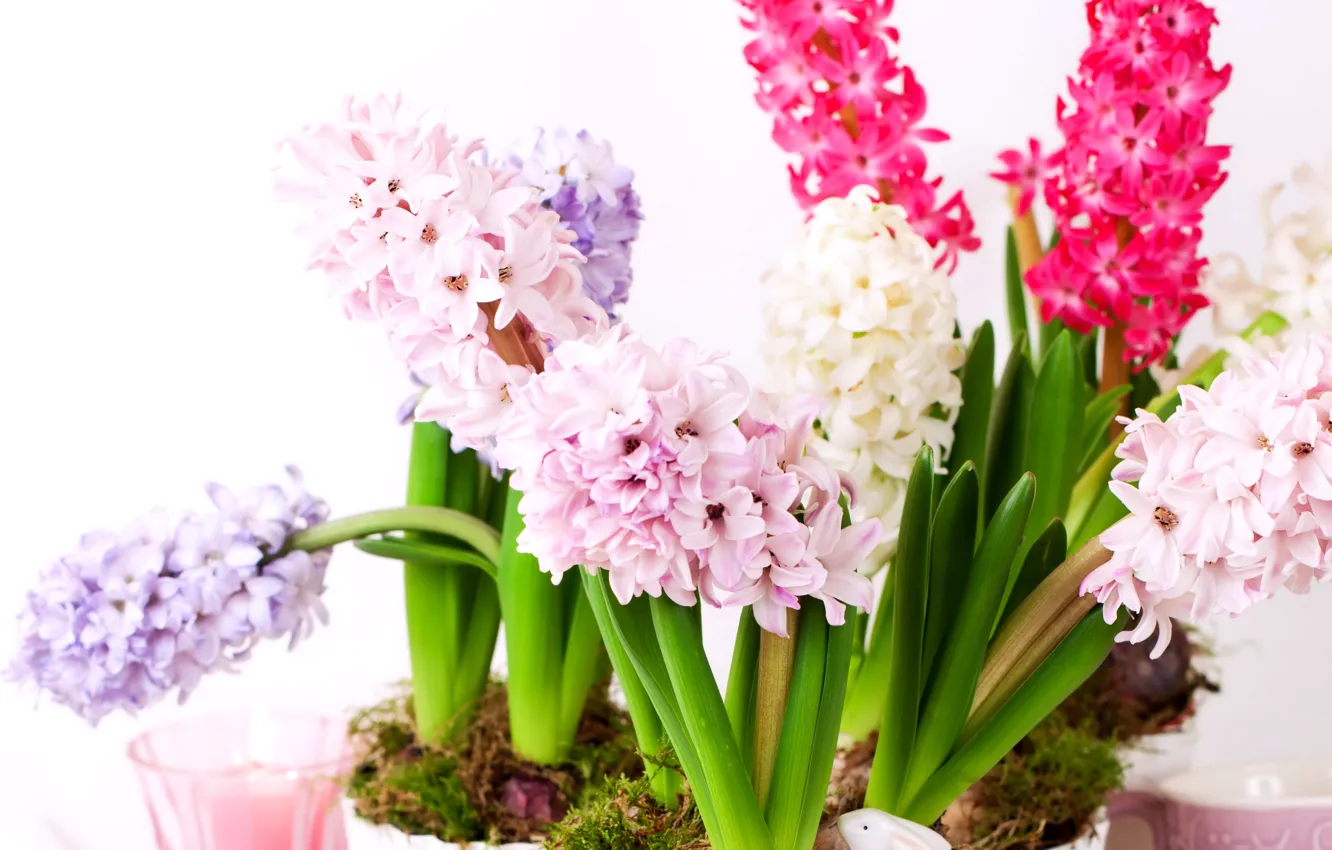 Photo wallpaper photo, Flowers, Closeup, Hyacinths