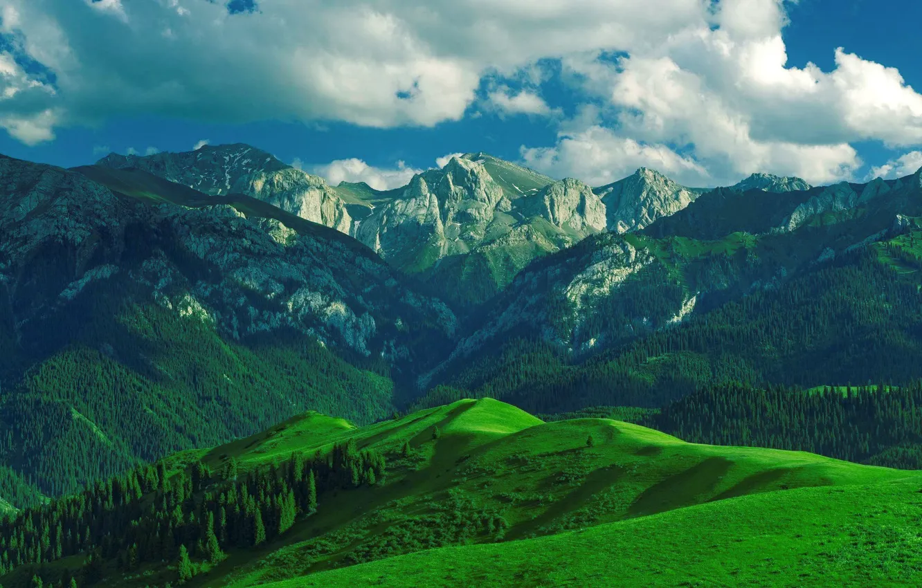 Photo wallpaper Mountains, Forest, Ranges