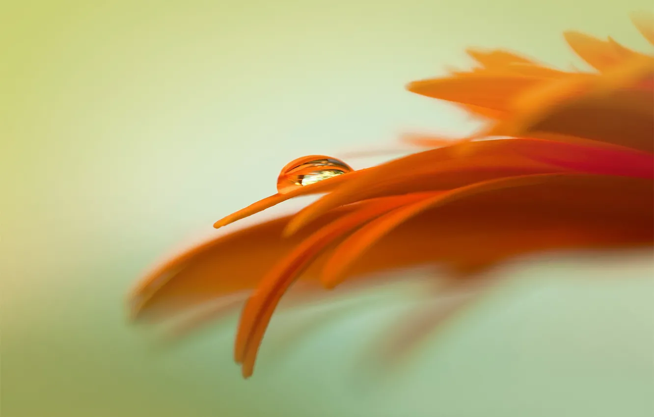 Photo wallpaper flower, drop, Galaxy S3