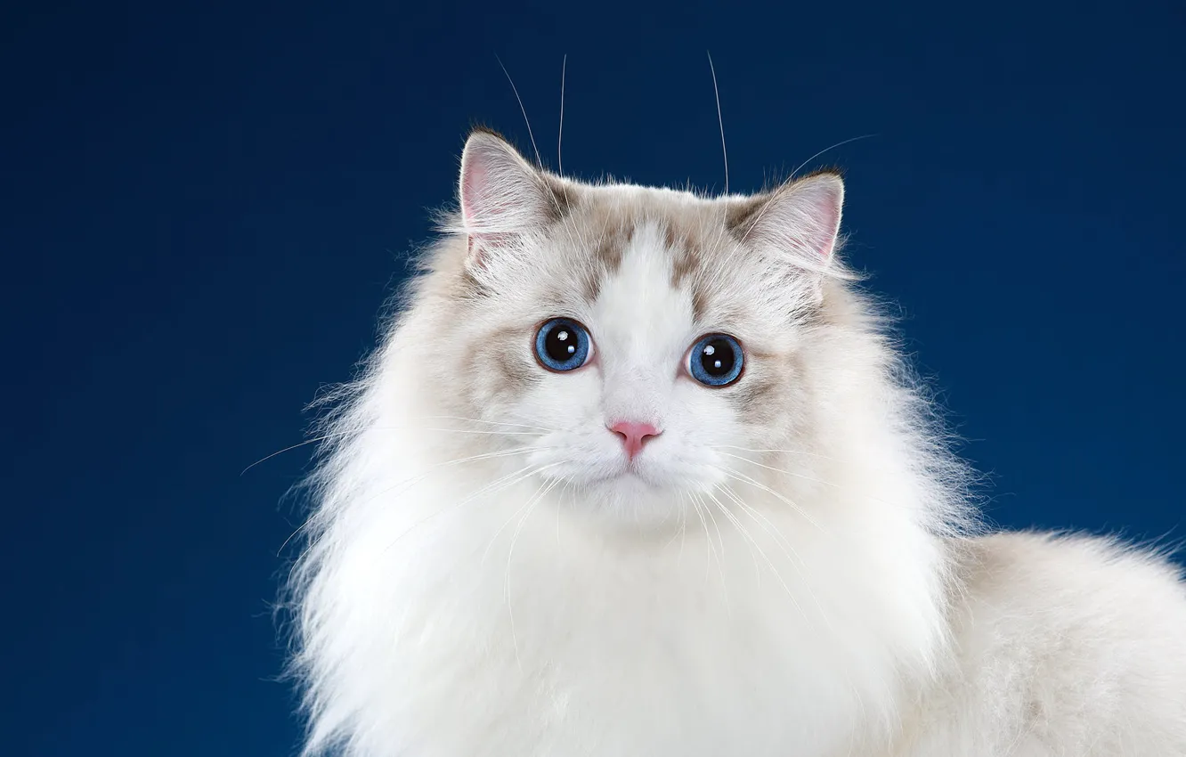 Photo wallpaper cat, cat, look, blue, pose, background, portrait, muzzle