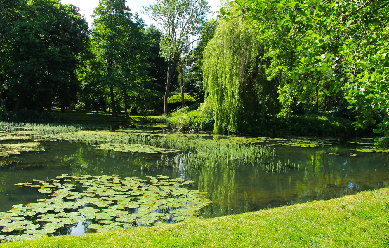 Photo wallpaper water, park, lake, pond