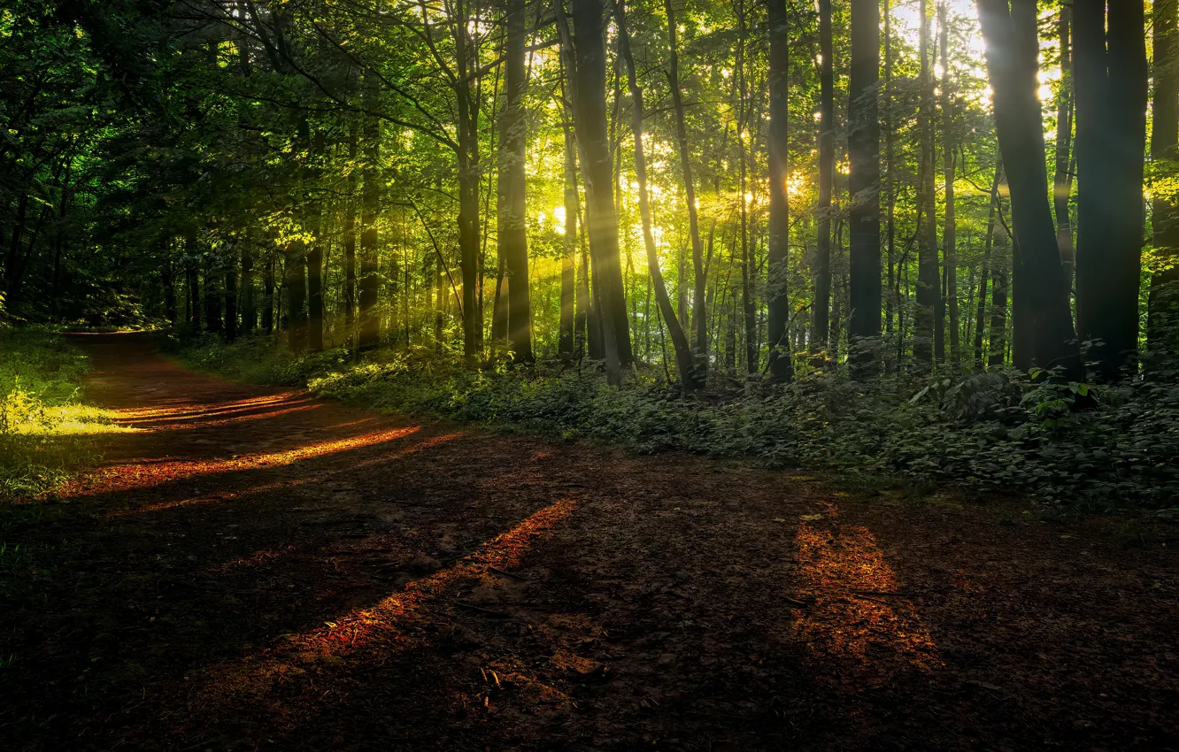 Photo wallpaper forest, light, trees, shadow