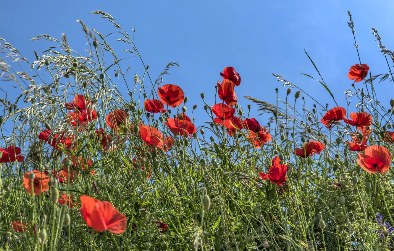 Photo wallpaper summer, flowers, red, Maki, meadow, poppy field