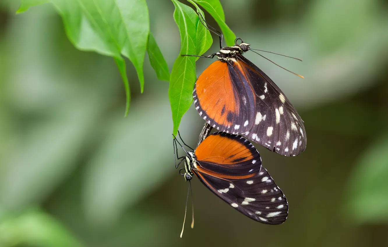 Photo wallpaper leaves, macro, love, orange, background, pattern, butterfly, two