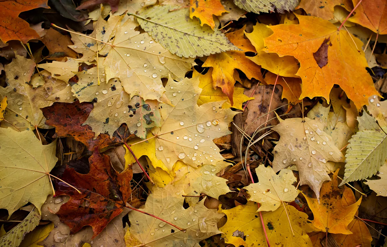 Photo wallpaper autumn, drops, macro, foliage