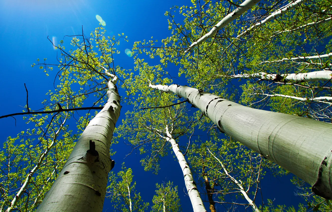 Photo wallpaper the sky, leaves, rays, trees, trunk, aspen