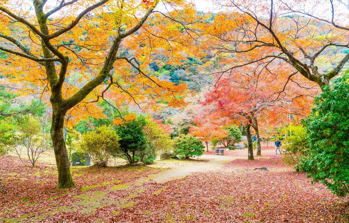 Photo wallpaper autumn, forest, leaves, trees, Park, colorful, forest, landscape