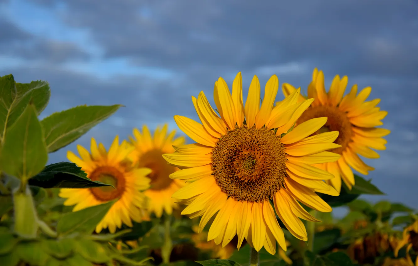 Photo wallpaper field, summer, sunflowers