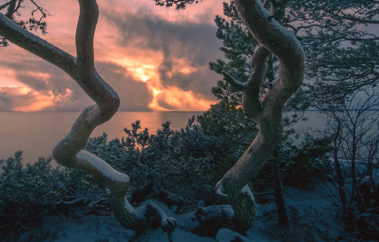 Photo wallpaper water, snow, trees, landscape, sunset, nature