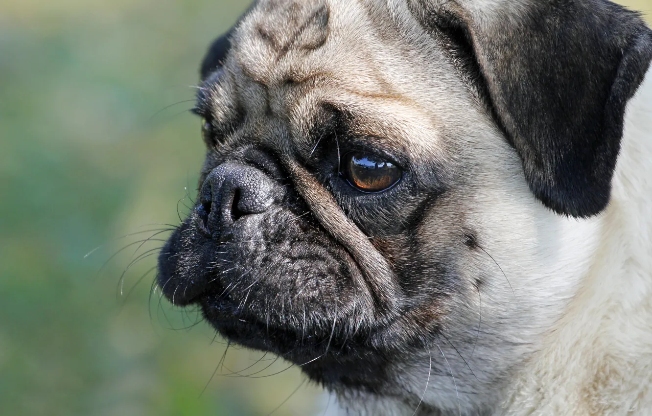Photo wallpaper animal, animals, dog, Dog, Pug Dog, ANIMALS