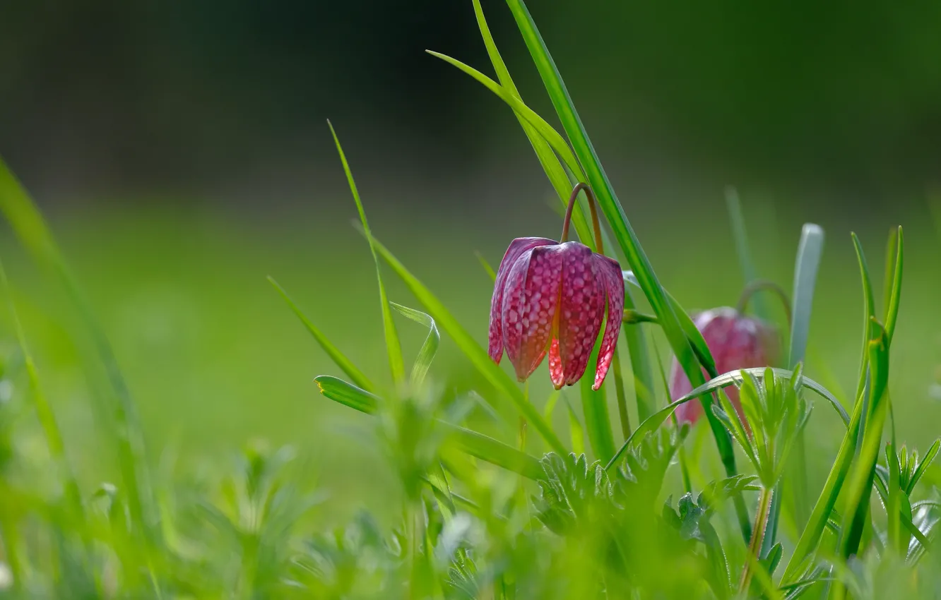 Photo wallpaper grass, macro, Grouse chess