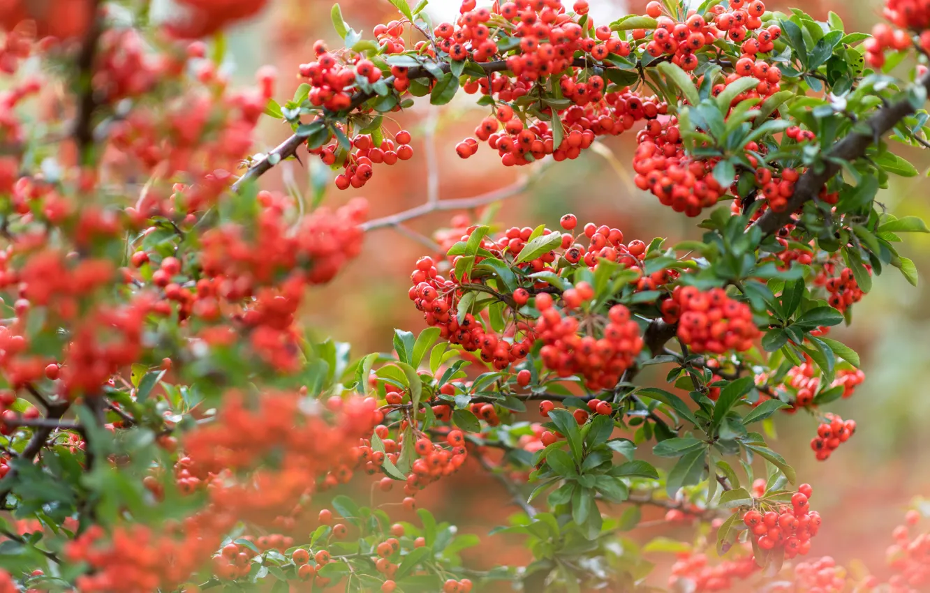 Photo wallpaper autumn, leaves, branches, berries, blur, fruit, red, orange