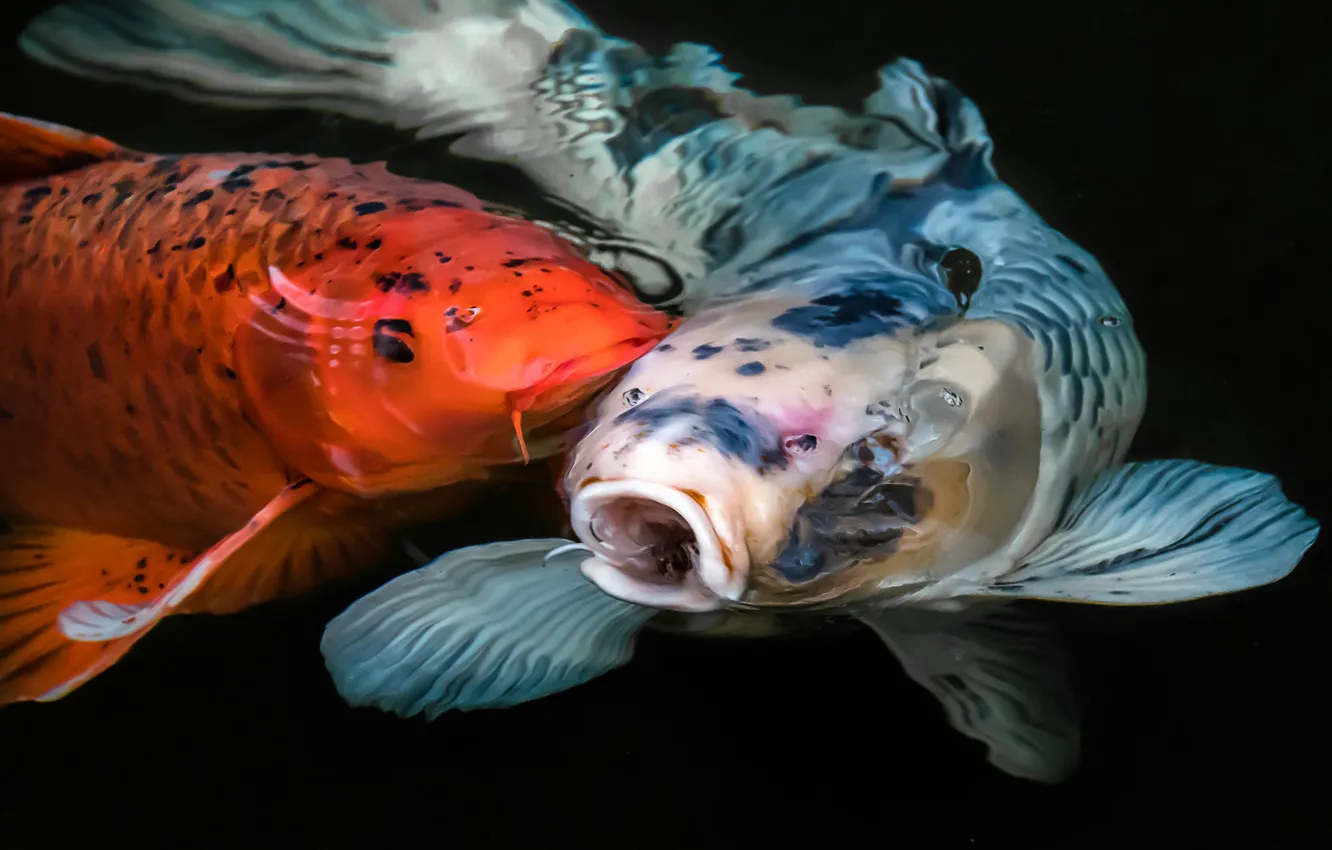 Photo wallpaper fish, carp, motley, koi