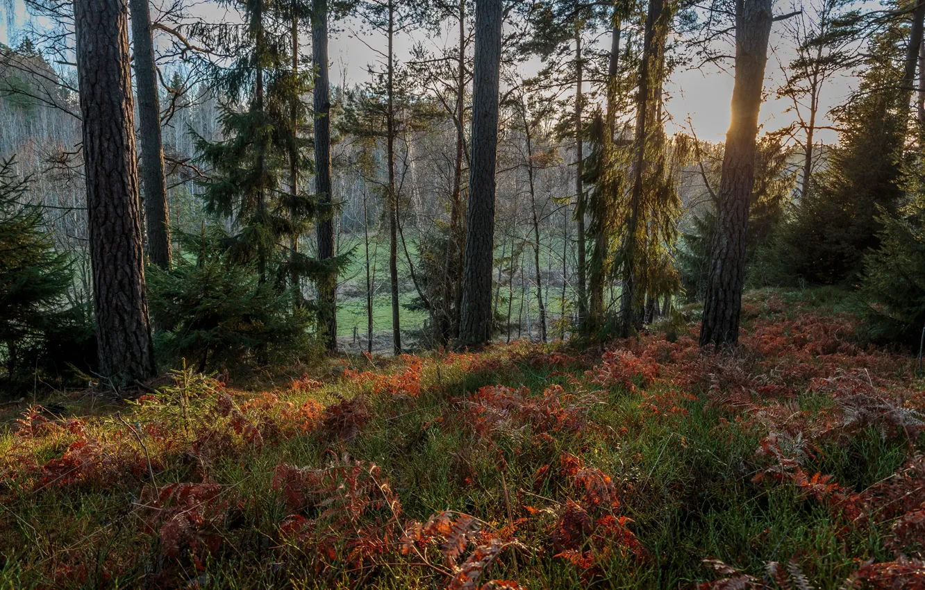 Photo wallpaper autumn, forest, grass, the sun, trees, Sweden