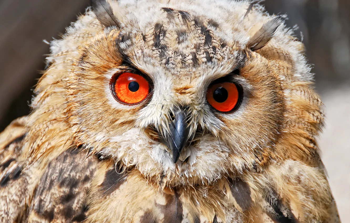 Photo wallpaper eyes, feathers, Owl