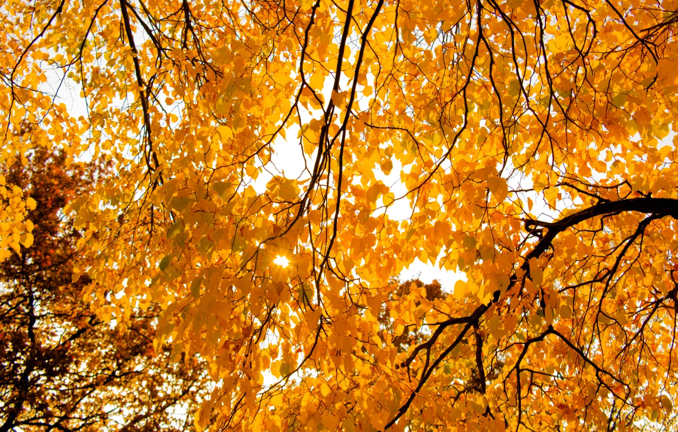 Photo wallpaper Light, Tree, Sun, Autumn, Leaves, Bright, Shining, Sunray