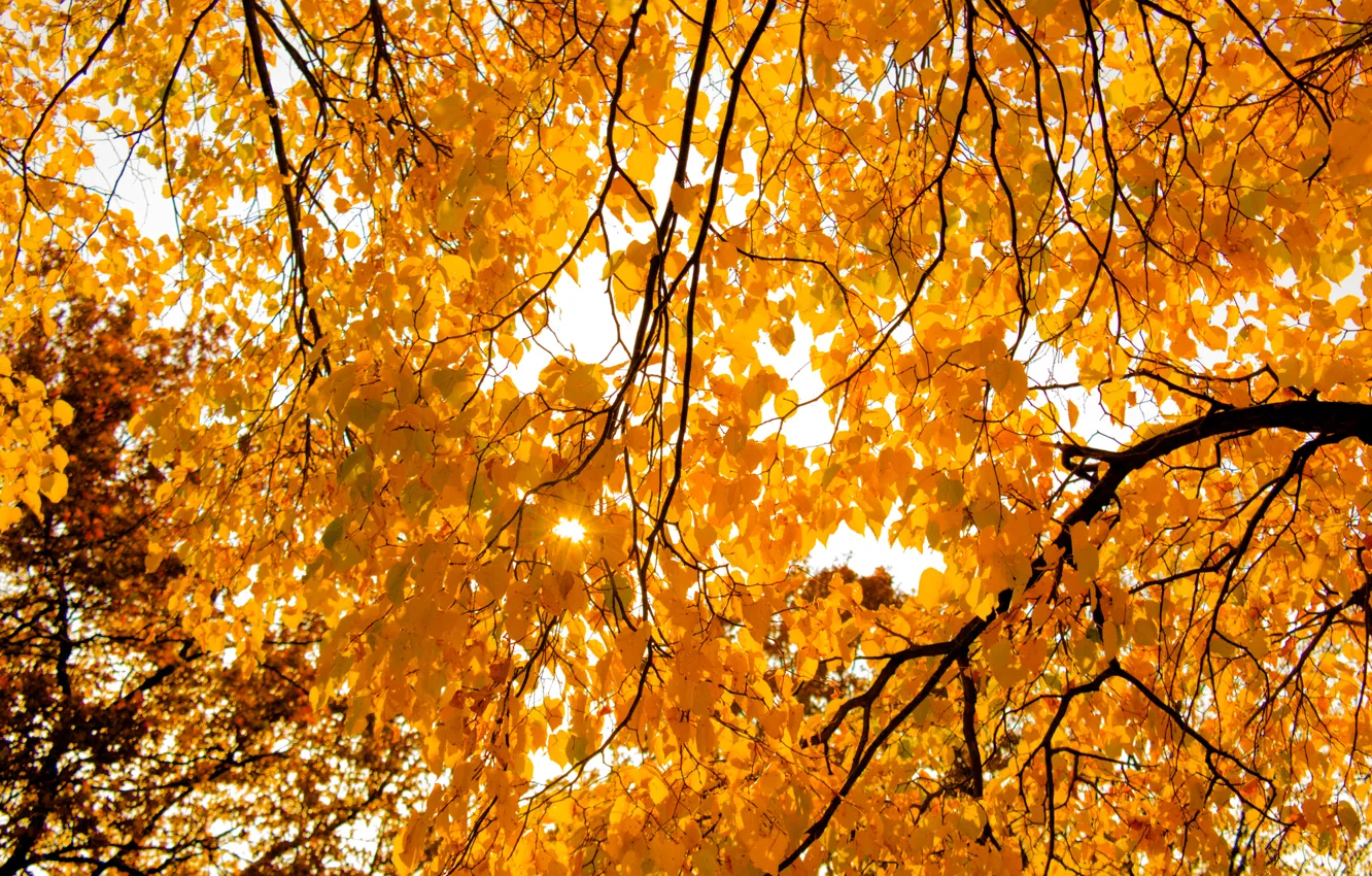 Photo wallpaper light, autumn, leaves, tree, sun, bright, Shining, Sunray