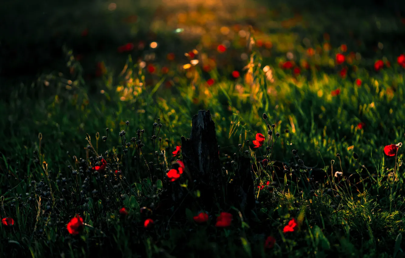 Photo wallpaper greens, field, grass, light, sunset, flowers, red, glade