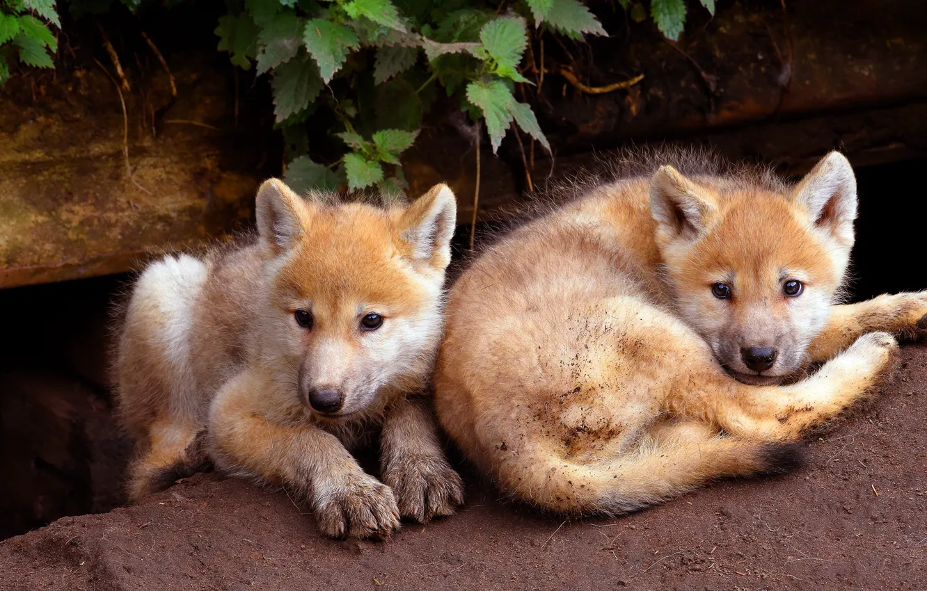 Photo wallpaper look, leaves, background, two, wolf, baby, puppy, lies