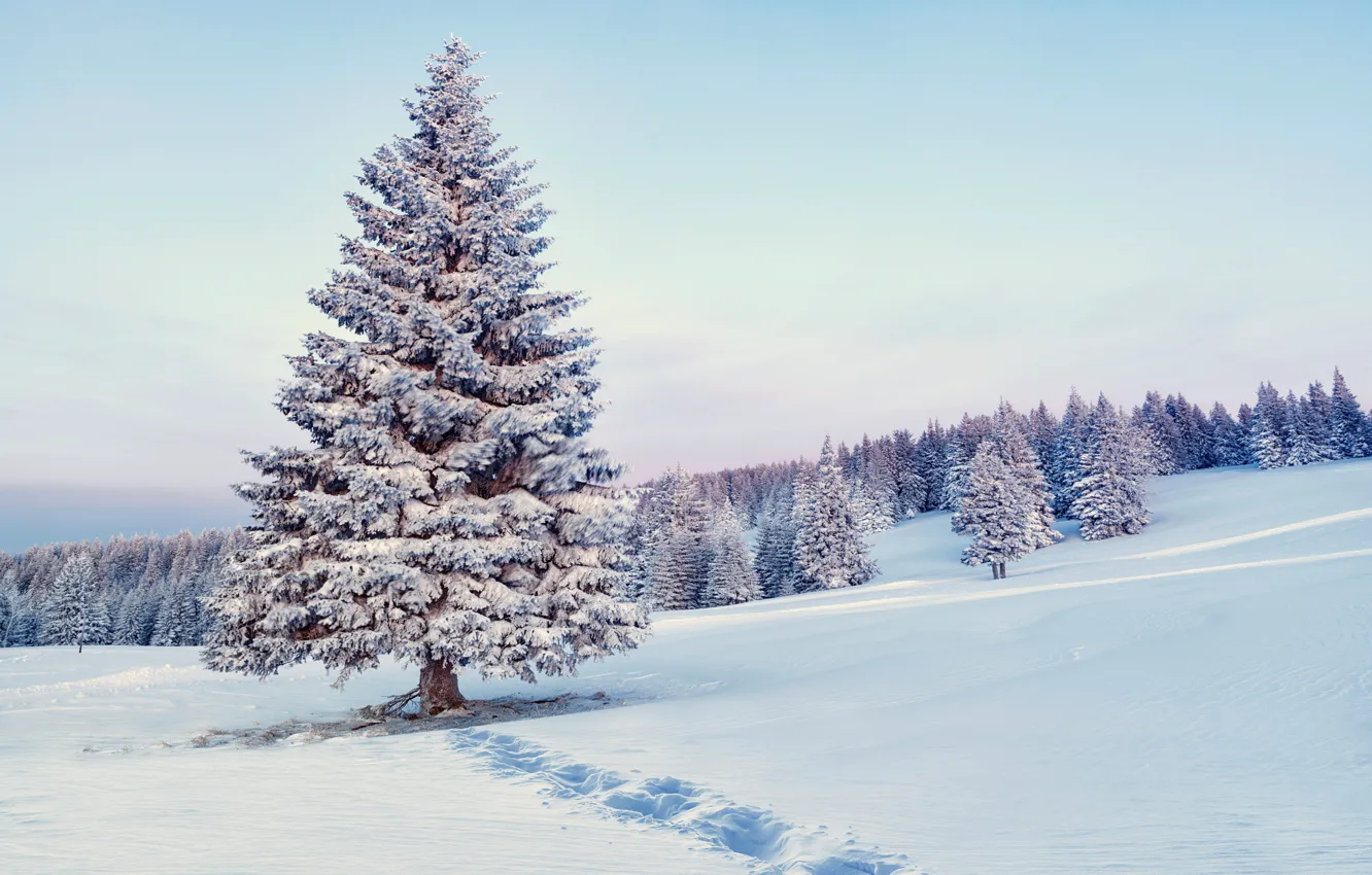 Photo wallpaper winter, forest, snow, snowflakes, tree, nature, winter, snow