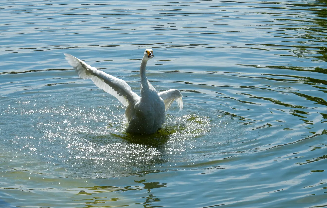 Photo wallpaper white, lake, pond, animal, widescreen, wallpaper, white, swans