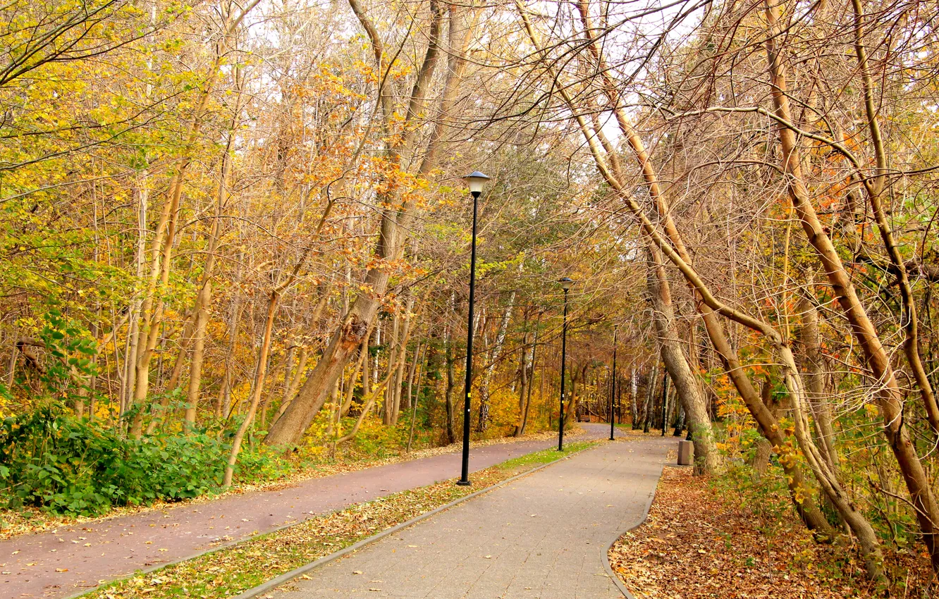 Photo wallpaper park, autumn, alley, fall