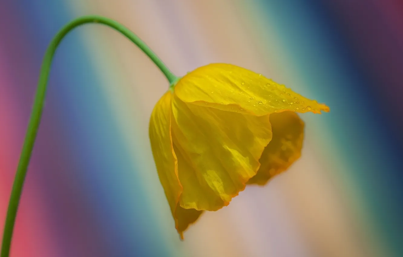 Photo wallpaper color, drops, macro, yellow, Mac, petals